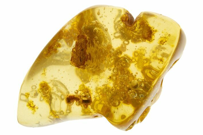 Polished Colombian Copal ( g) - Contains Termites! #331673